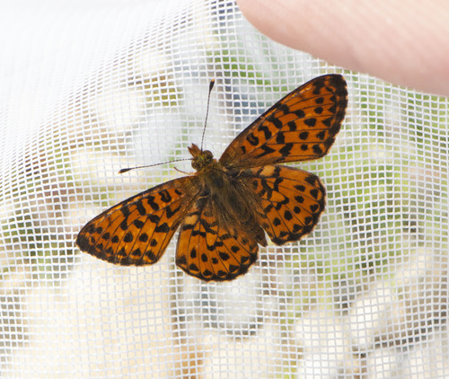 Arctic Fritillary