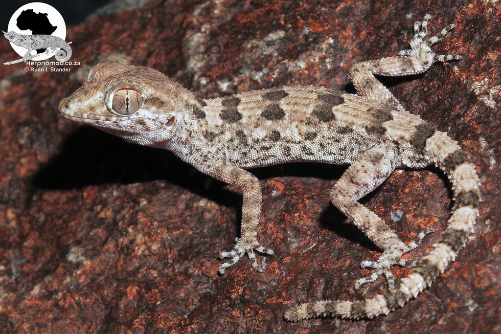 Hajar Banded Ground Gecko (Trachydactylus hajarensis)