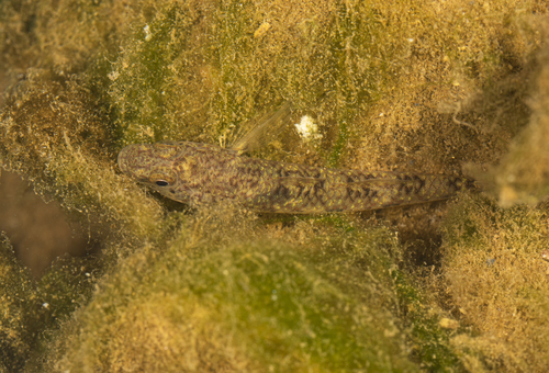 Amur Goby