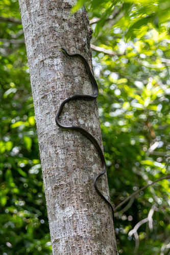 Common Tree Snake sighting