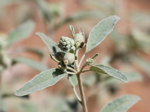 Croton pottsii var. pottsii