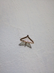 Image of Diaphania indica