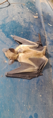 Straw-coloured Fruit Bat
