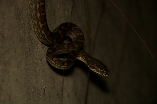 Coastal Carpet Python sighting