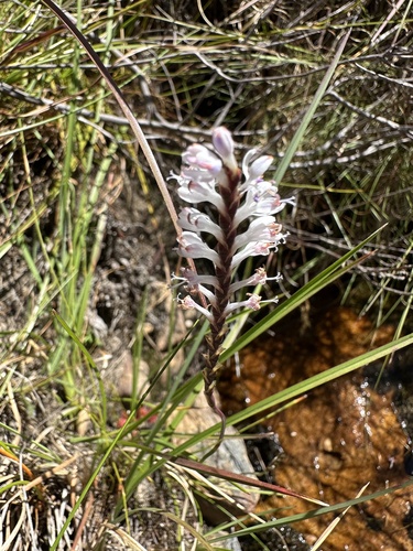 Zebrakop Combflower (Micranthus simplex)