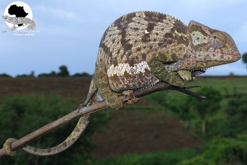 Graceful Chameleon