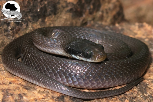 Red-lipped Snake