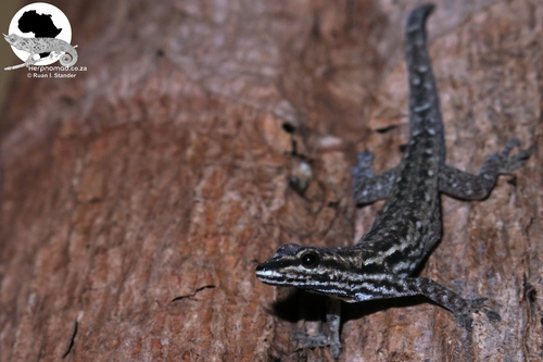 Chevron-throated dwarf gecko