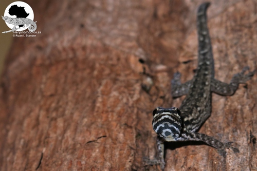 Chevron-throated dwarf gecko
