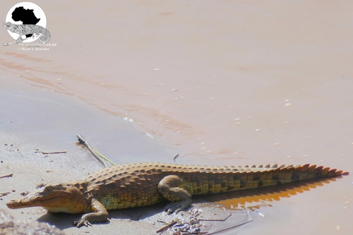 North African Crocodile