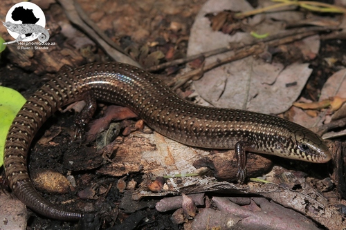 Chew Bahir Cylindrical Skink