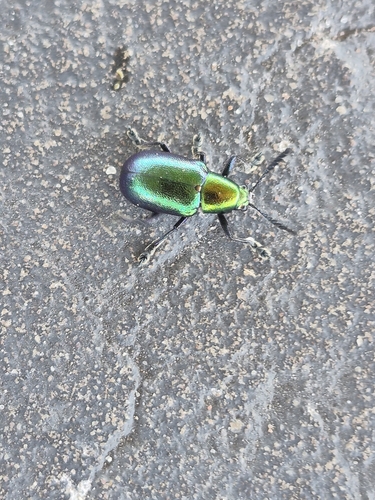Metallic Milkweed Leaf Beetle