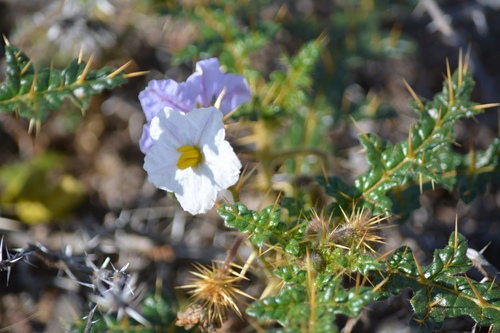 Solanum hoplopetalum