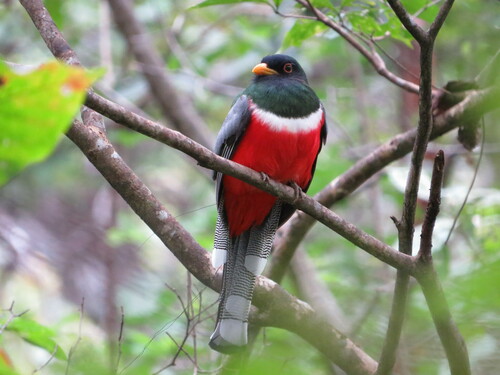 Trogon elegans Gould, 1834