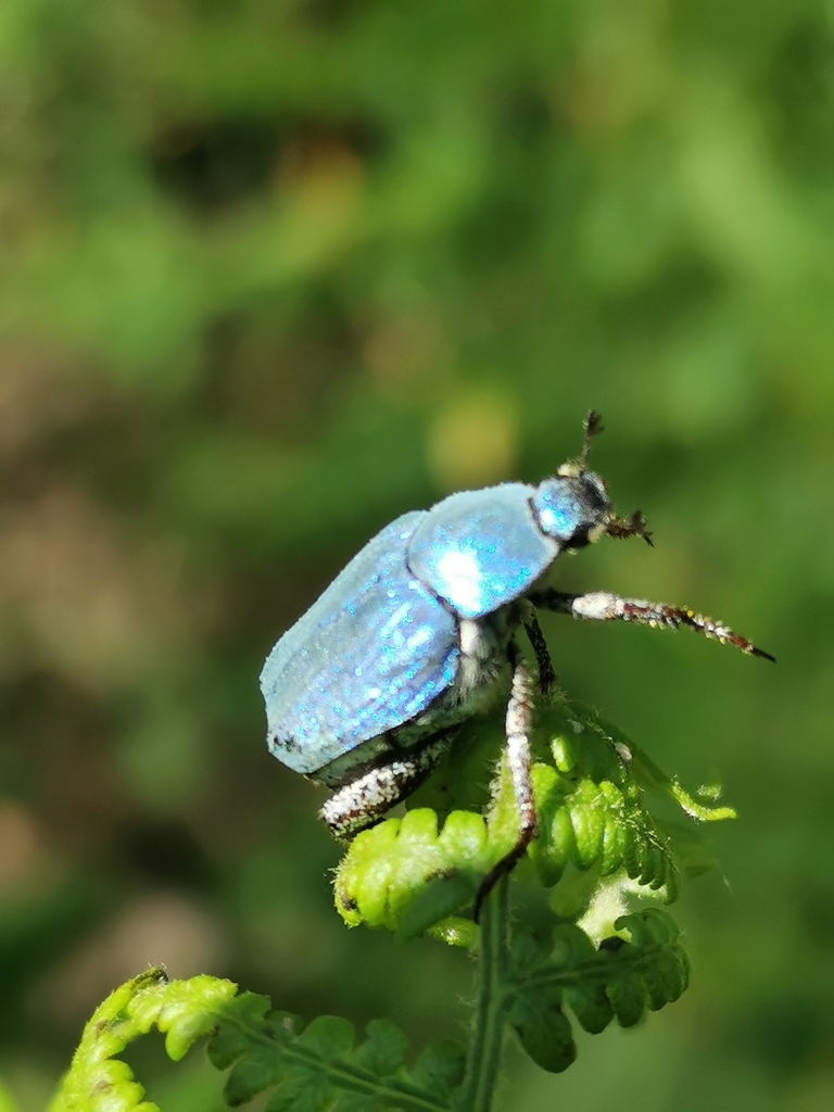 Cerulean Chafer Beetle (Hoplia coerulea) · iNaturalist
