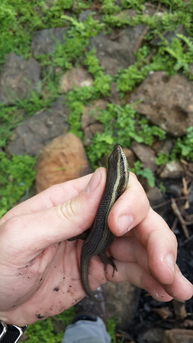 African Striped Skink