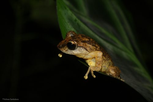 Knuckles Shrub Frog