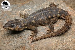 Zimbabwean Girdled Lizard (Cordylus rhodesianus) · iNaturalist