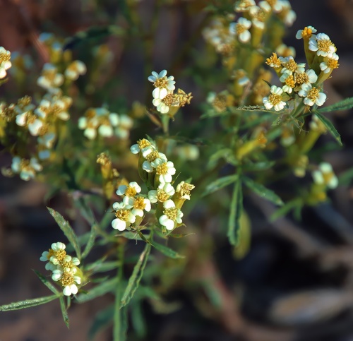 wild marigold