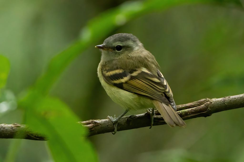 Buff-banded Tyrannulet (Mecocerculus hellmayri) photo