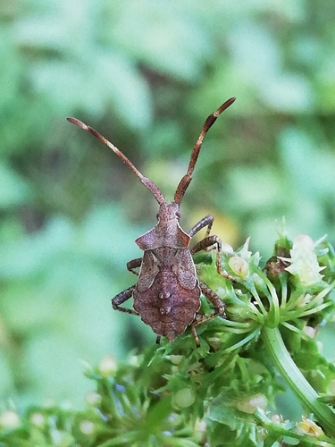 Arkliarūgštinė kampuotblakė nuotrauka