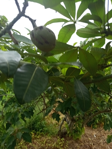 saba nut tree