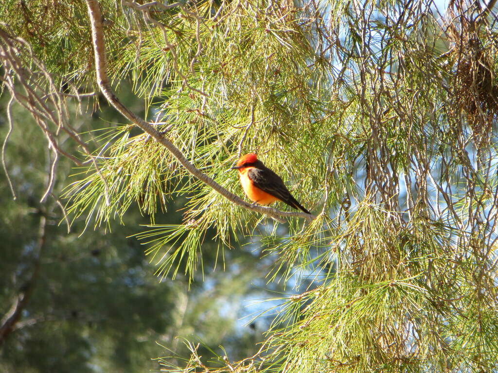 Vermilion flycatcher from resthaven park cemetery 6450 w northern ave