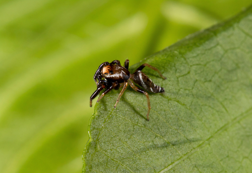 Cotinusa rosascostai