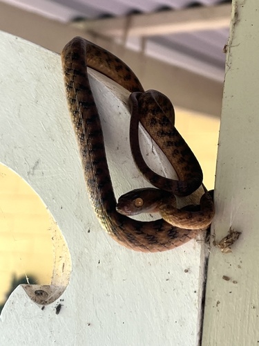 Brown Tree Snake sighting