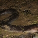 Salamandras Acuáticas - Photo (c) Andrew Hoffman, todos los derechos reservados