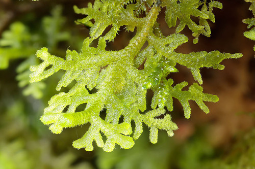 Trichocolea pluma