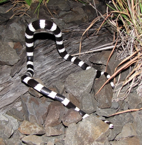 Eastern Bandy Bandy sighting