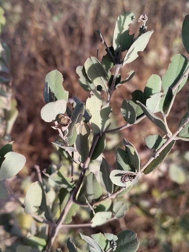 Guiera senegalensis