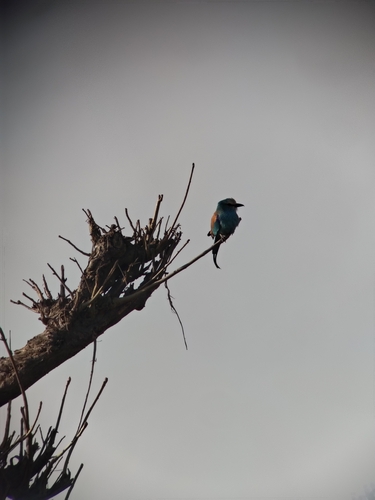 Abyssinian Roller
