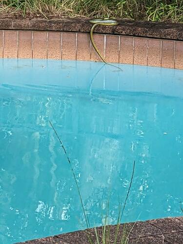 Common Tree Snake sighting