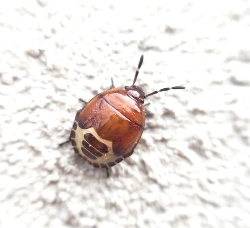 Rambur's pied shieldbug