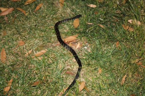 Tiger Snake sighting