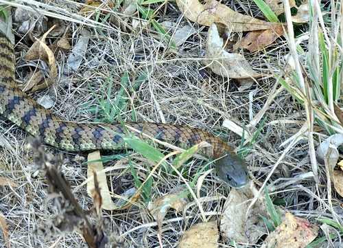 Tiger Snake sighting