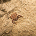 Pseudogarypus banksi - Photo (c) Sparky Stensaas, all rights reserved, uploaded by Sparky Stensaas