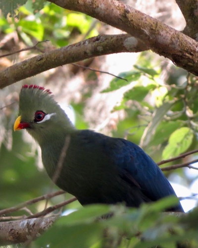 Yellow-billed Turaco