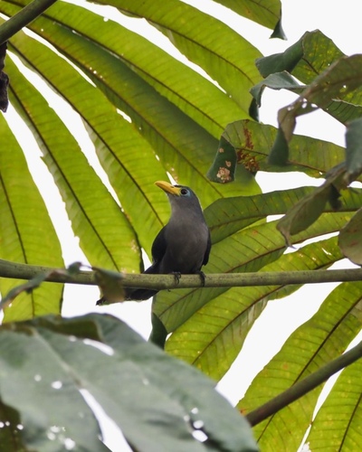 Blue Malkoha