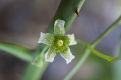 Cayaponia attenuata (Cayaponia attenuata)