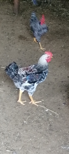 Domestic Chicken