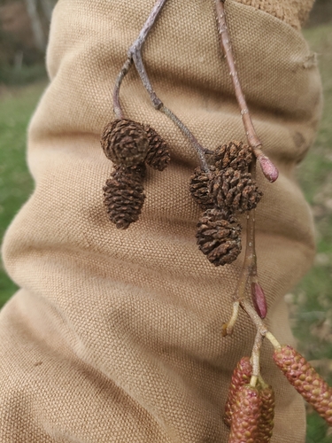 Red Alder fruiting