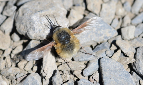 Bee fly