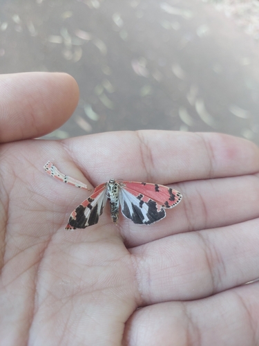 Ornate Bella Moth