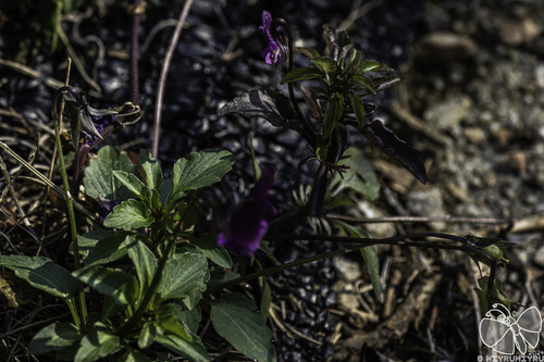 Wild Pansy