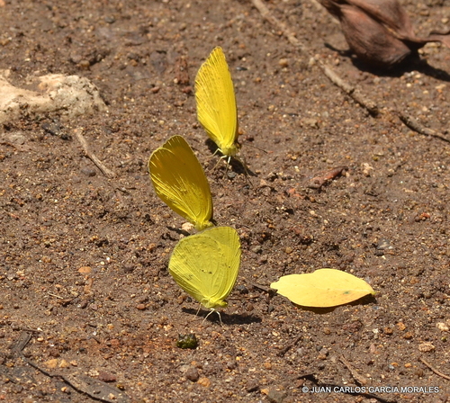 Mimosa Yellow