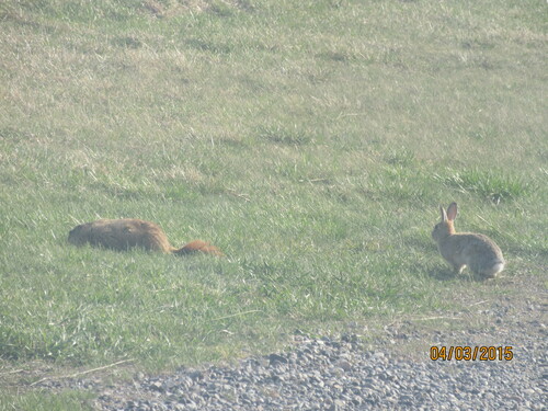 iNaturalist observation 2015-04-03