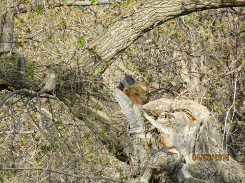 iNaturalist observation 2015-04-03
